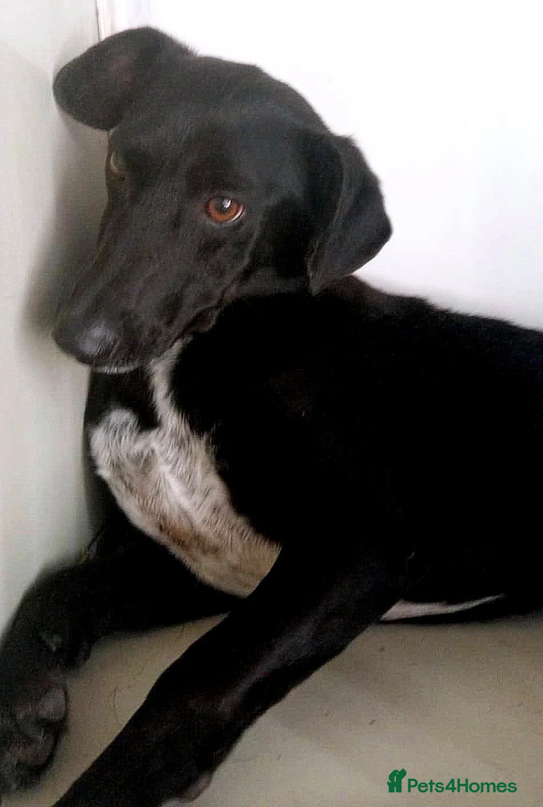 Mixed Breed dogs for adoption:  🐾 BENJI - Lurcher Type Boy Ready to Belong ❤️ - Advert 9