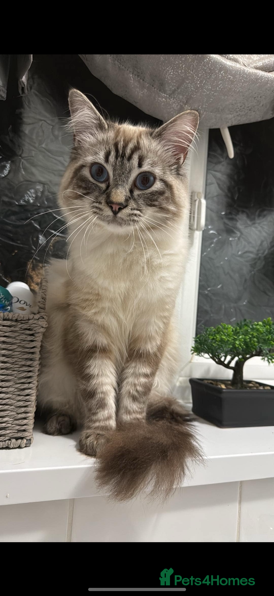 Ragdoll cats for sale: Stunning lynx tabby ragdoll  - Image 2