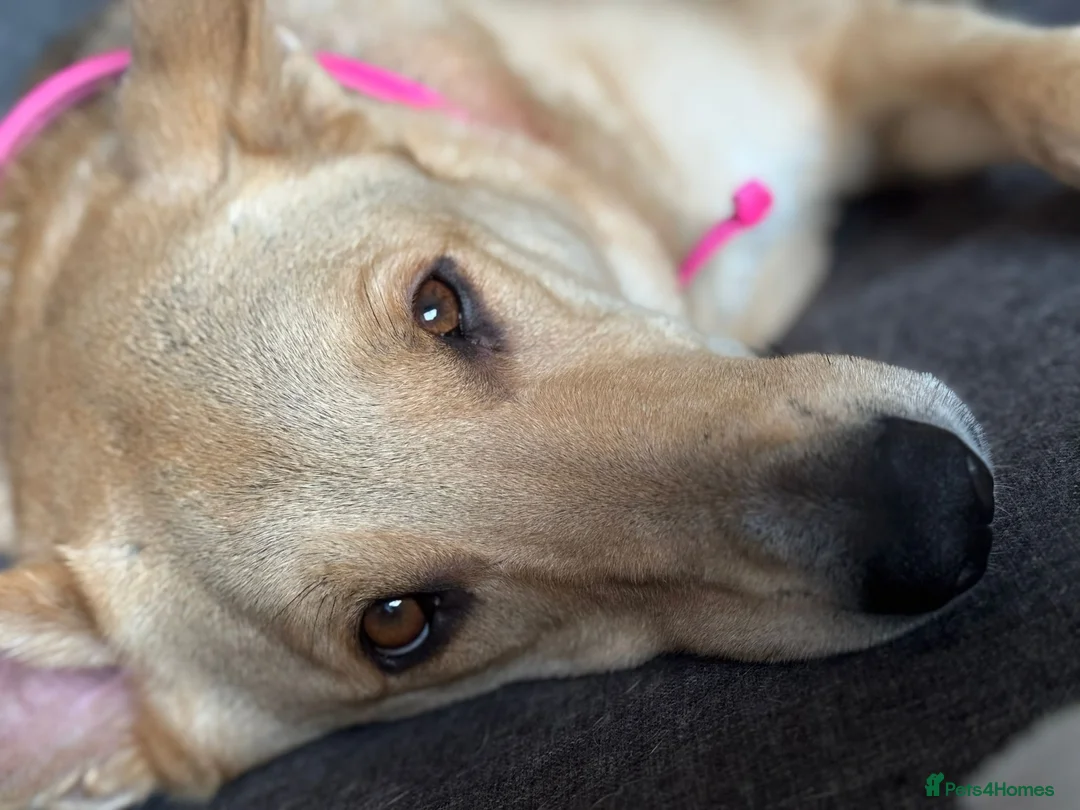 German Shepherd dogs for sale: Urgent German shepard rehoming  - Advert 1