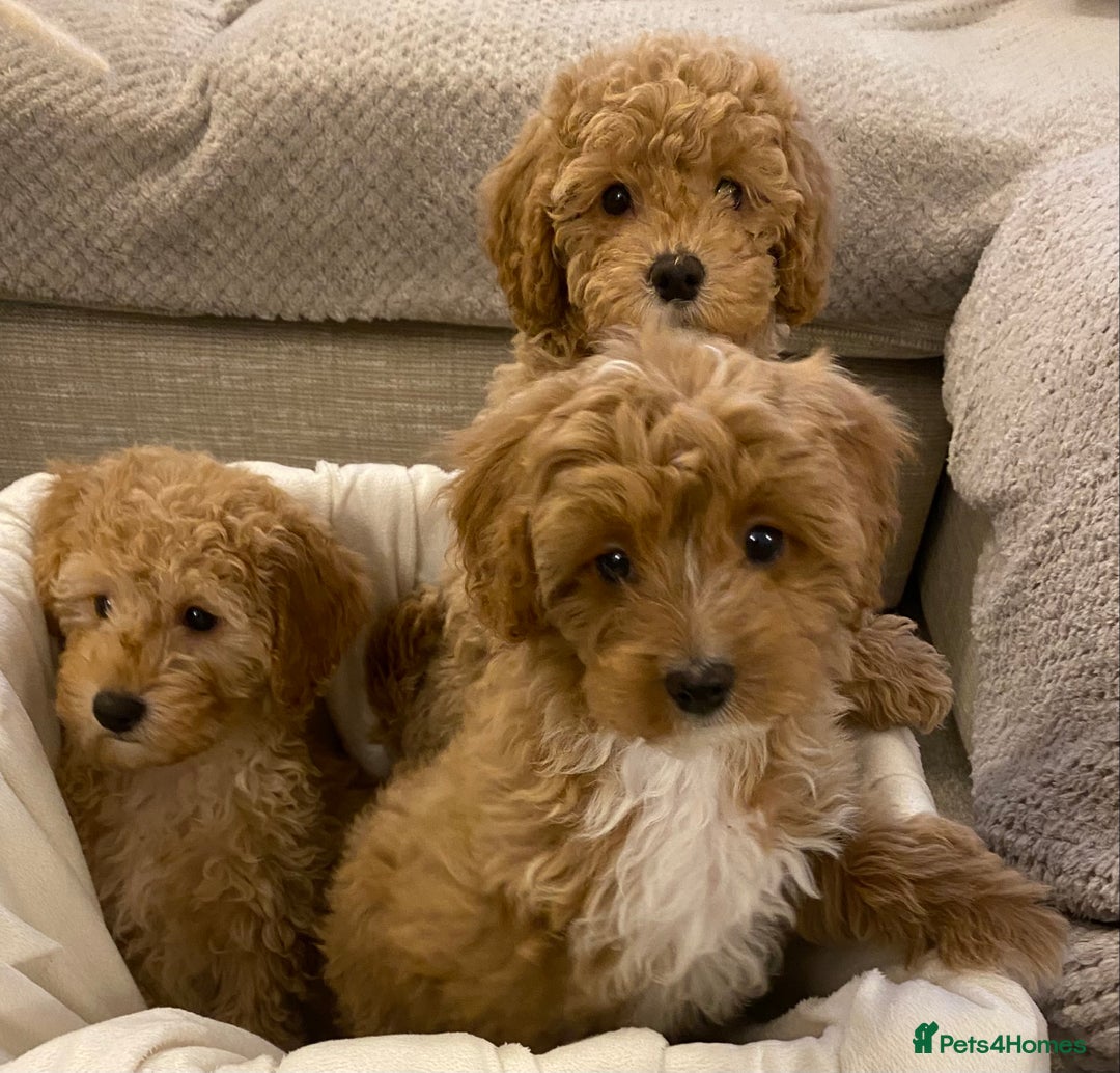 Cavapoo dogs for sale: RED & WHITE CAVAPOO PUPPIES TOP QUALITY BREEDER - Advert 3