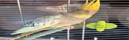 Cockatiels birds for sale: Baby cockatiels ready to leave now  - Advert 9
