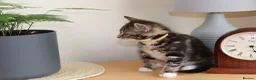 Mixed Breed cats for sale: Beautiful Tabby Kittens  - Advert 3
