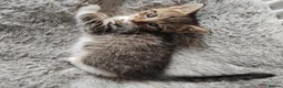 Mixed Breed cats for sale: Gorgeous kittens  - Advert 6