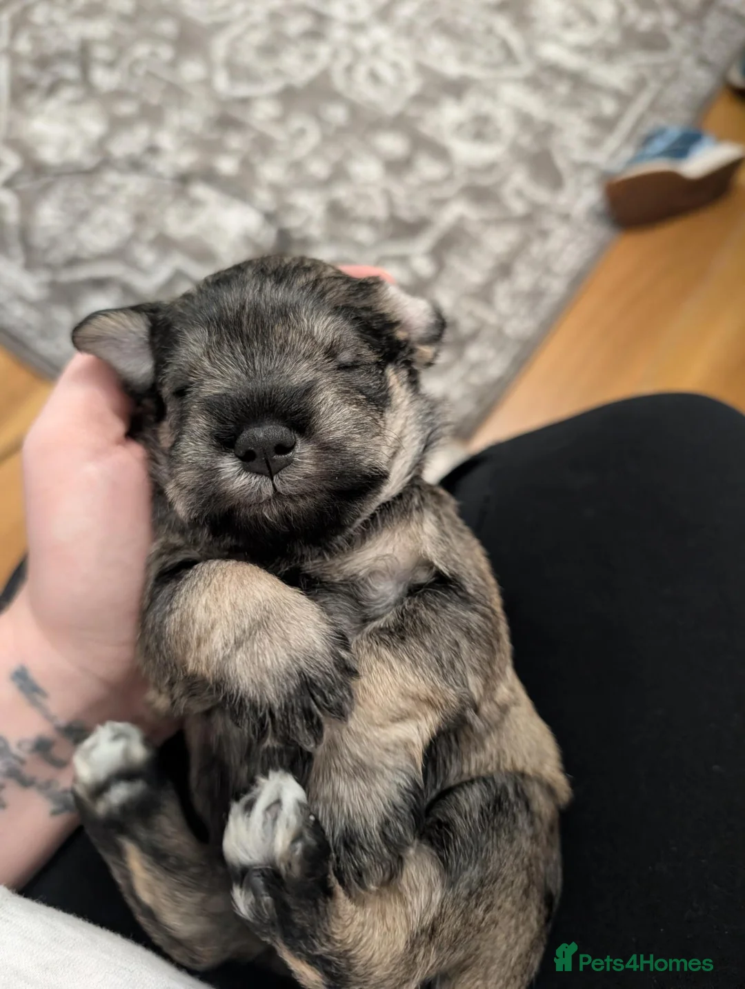 Miniature Schnauzer dogs for sale: Miniature schnauzer  in Londonderry - Advert 7