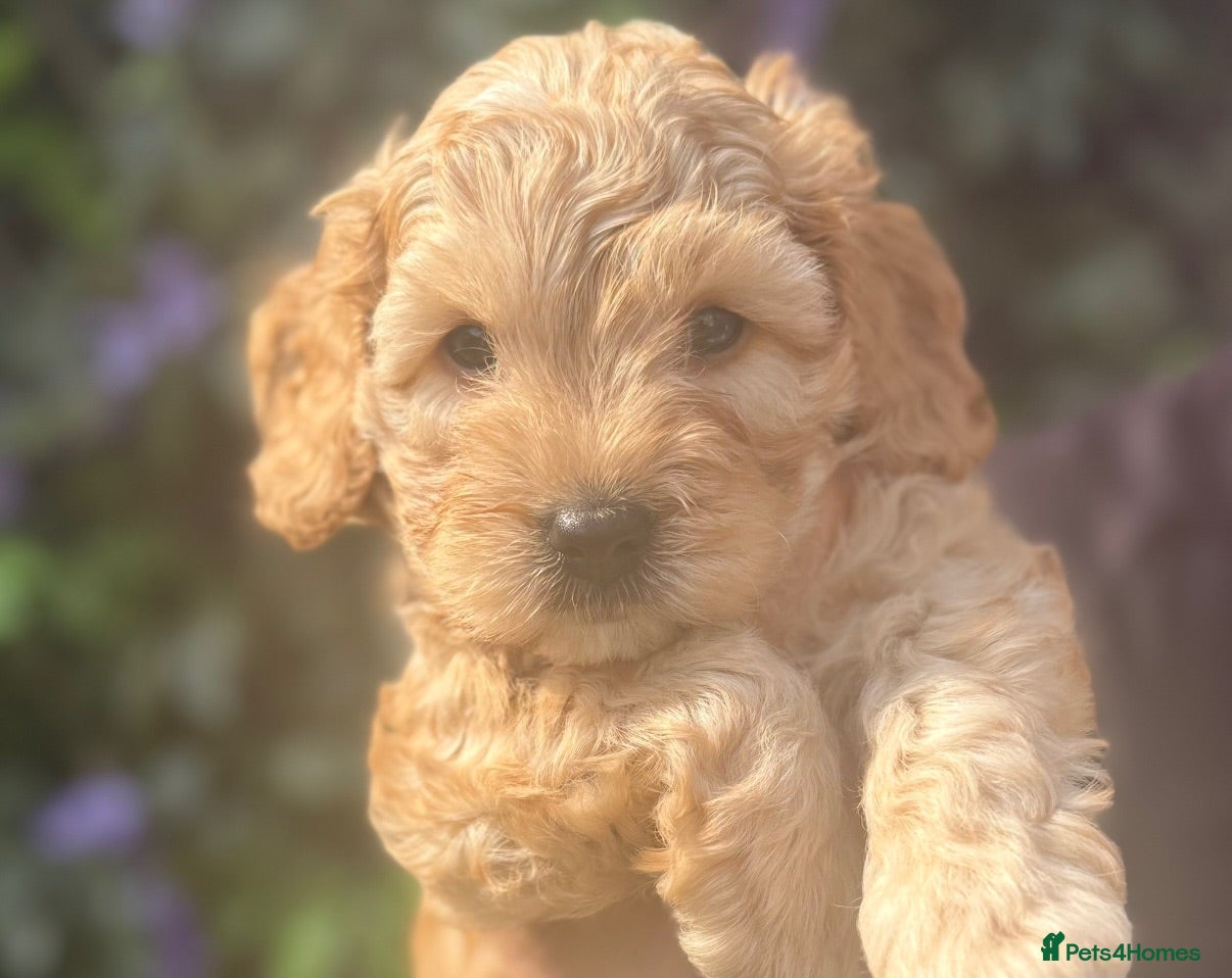 Labradoodle dogs 🐾 Health Tested F1B Mini Labradoodle Puppies 🐾 - Advert 1