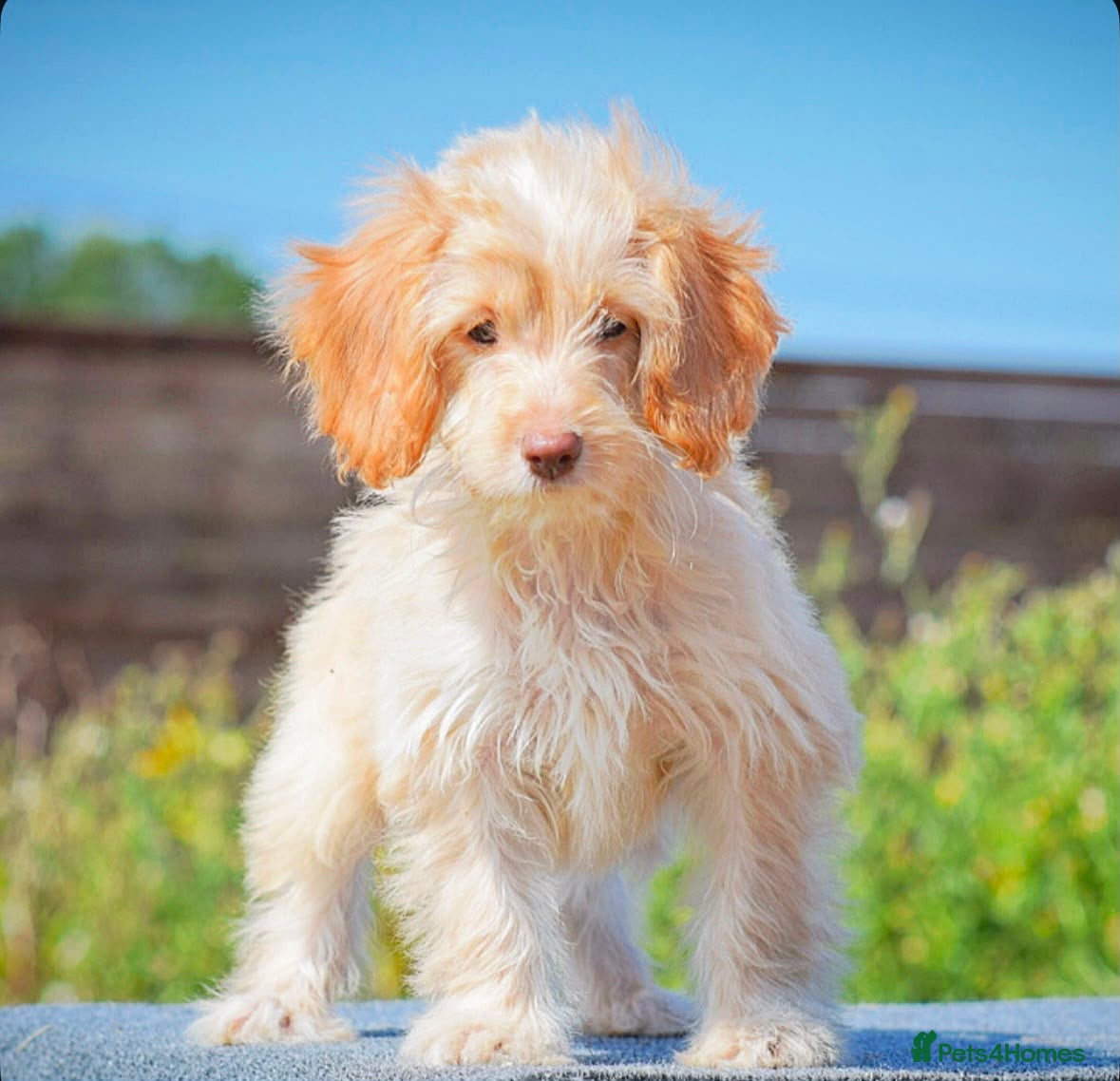 Cockapoo dogs Reduced READY NOW 5⭐️Licensed & Registered.    - Advert 2