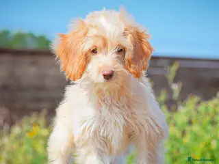 Cockapoo dogs Reduced READY NOW 5⭐️Licensed & Registered. - Advert 5