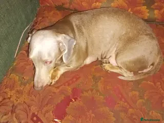 Mixed Breed dogs Puppies for sale in Worksop - Advert 1