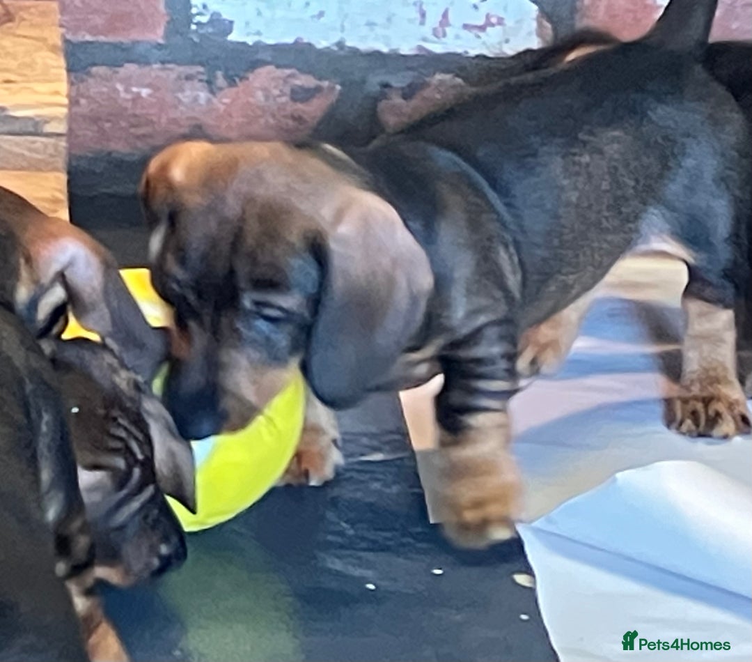 Dachshund dogs for sale: Working Teckel puppies for sale TWO ONLY LEFT - Image 1