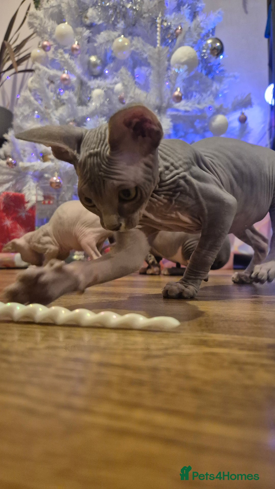 Sphynx cats for sale: Exclusive Sphynx Kittens Looking for Forever Homes - Advert 33