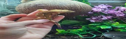 Gecko reptiles for sale: Friendly cresty and bioactive set up - Advert 5
