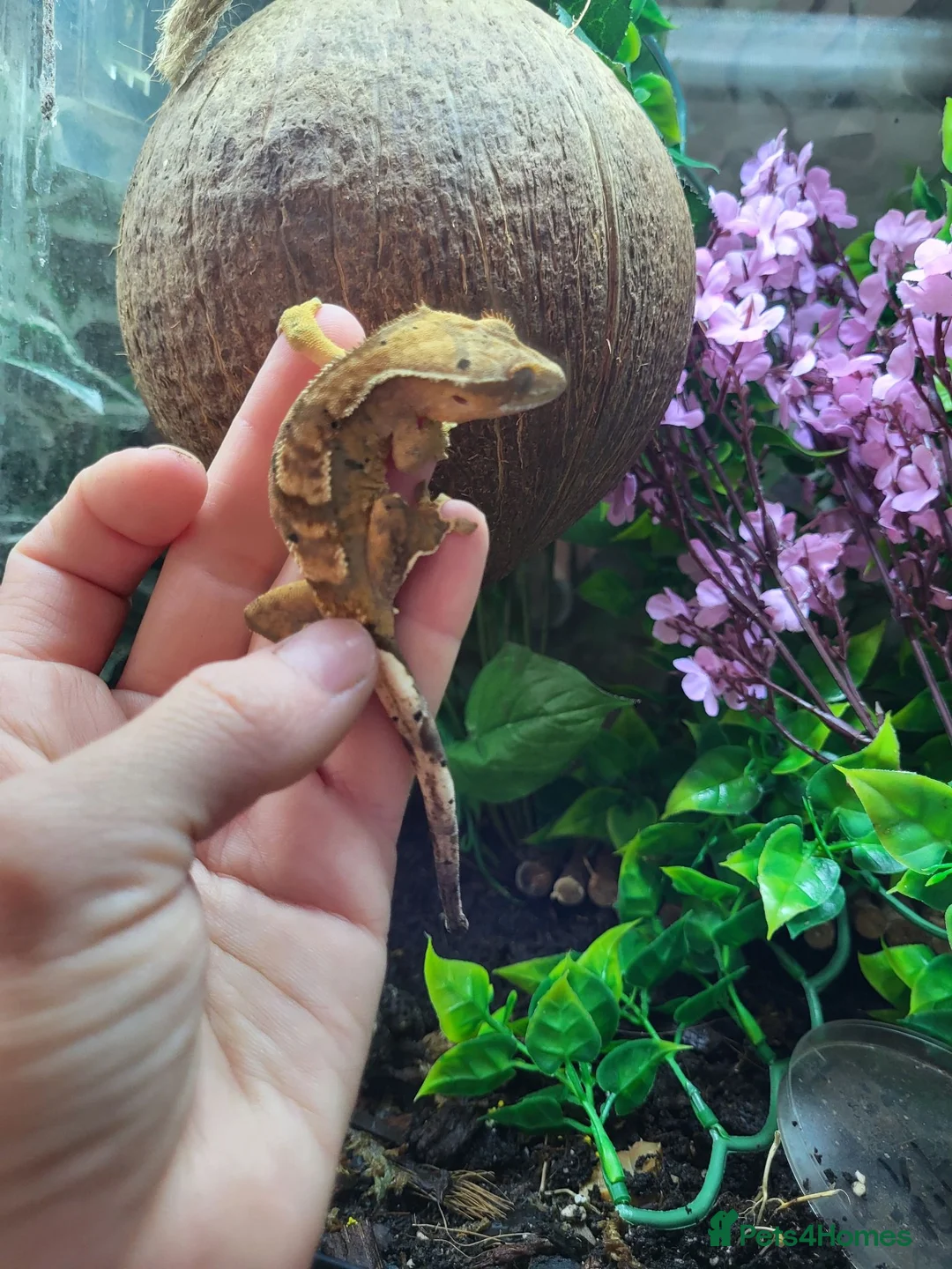Gecko reptiles for sale: Friendly cresty and bioactive set up - Advert 5