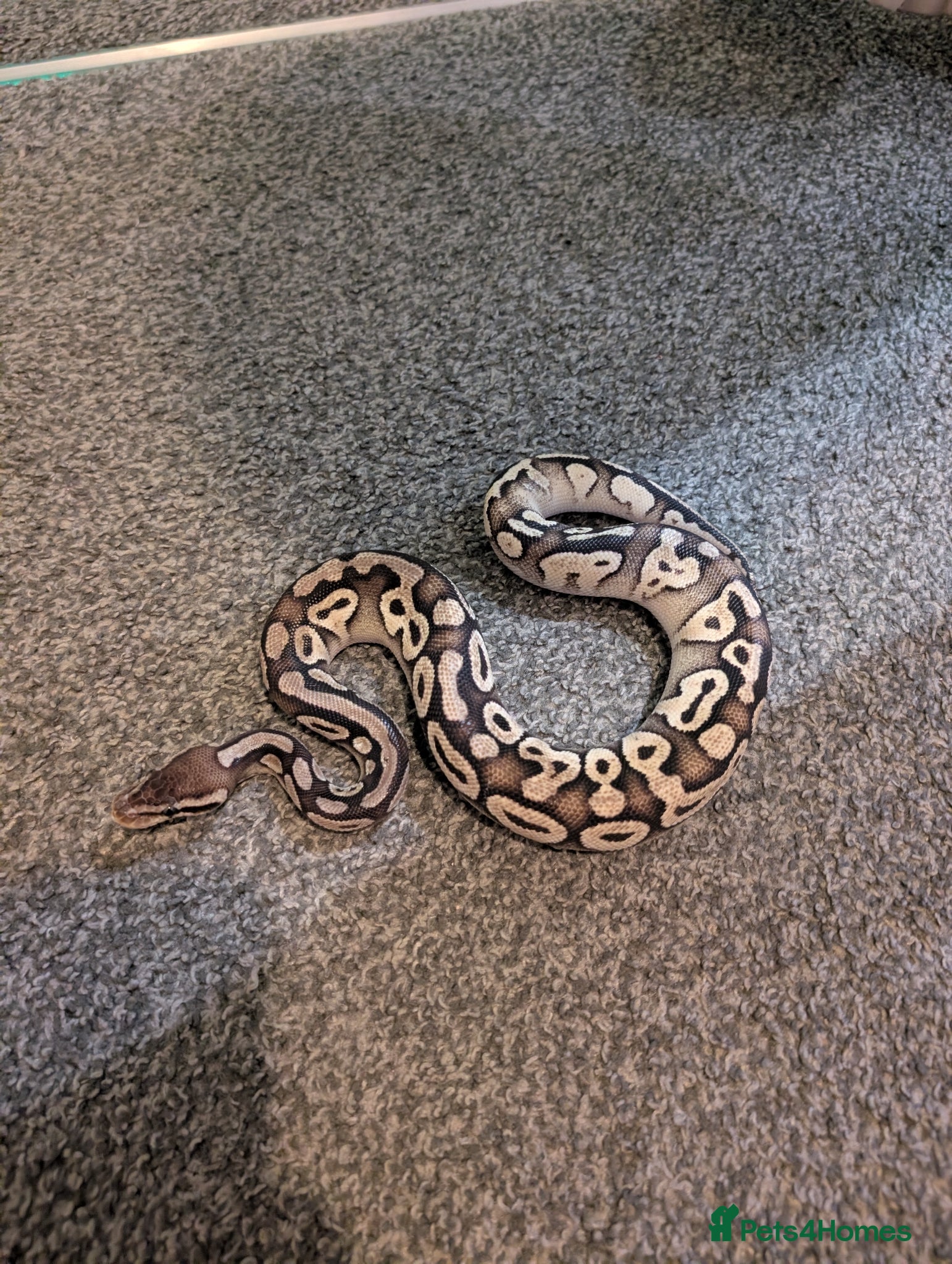 Python Snake reptiles Python  - Advert 9