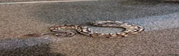 Python Snake reptiles for sale: Python  - Advert 1
