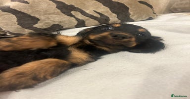 Cockapoo dogs - Advert 12