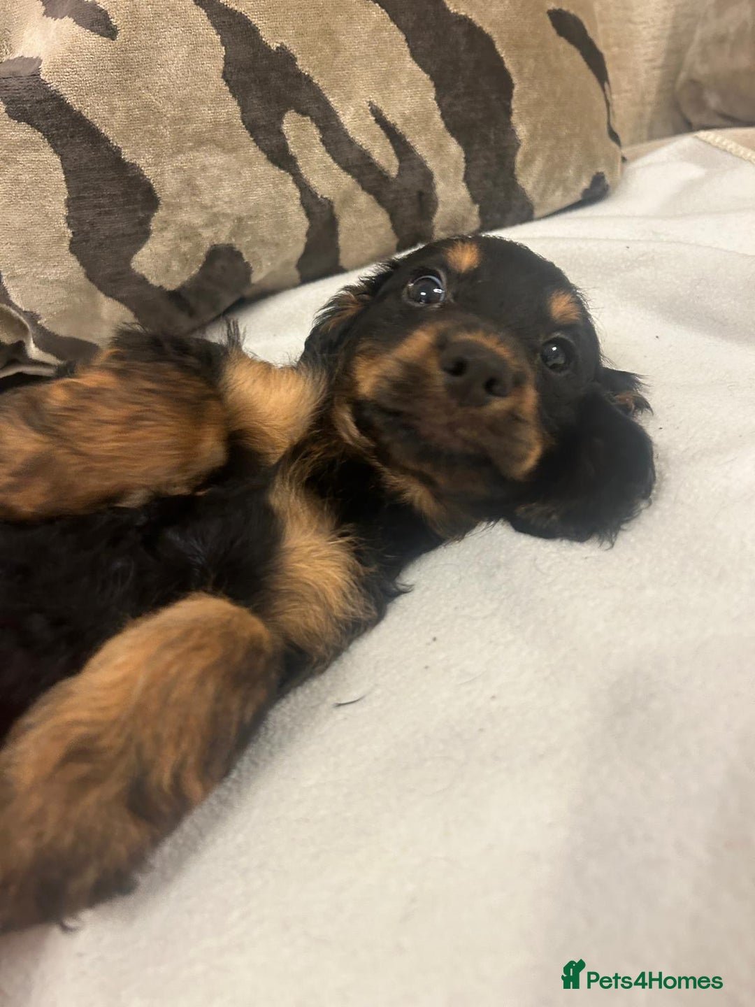 Cockapoo dogs for sale: F1 cockapoo puppies  - Image 9