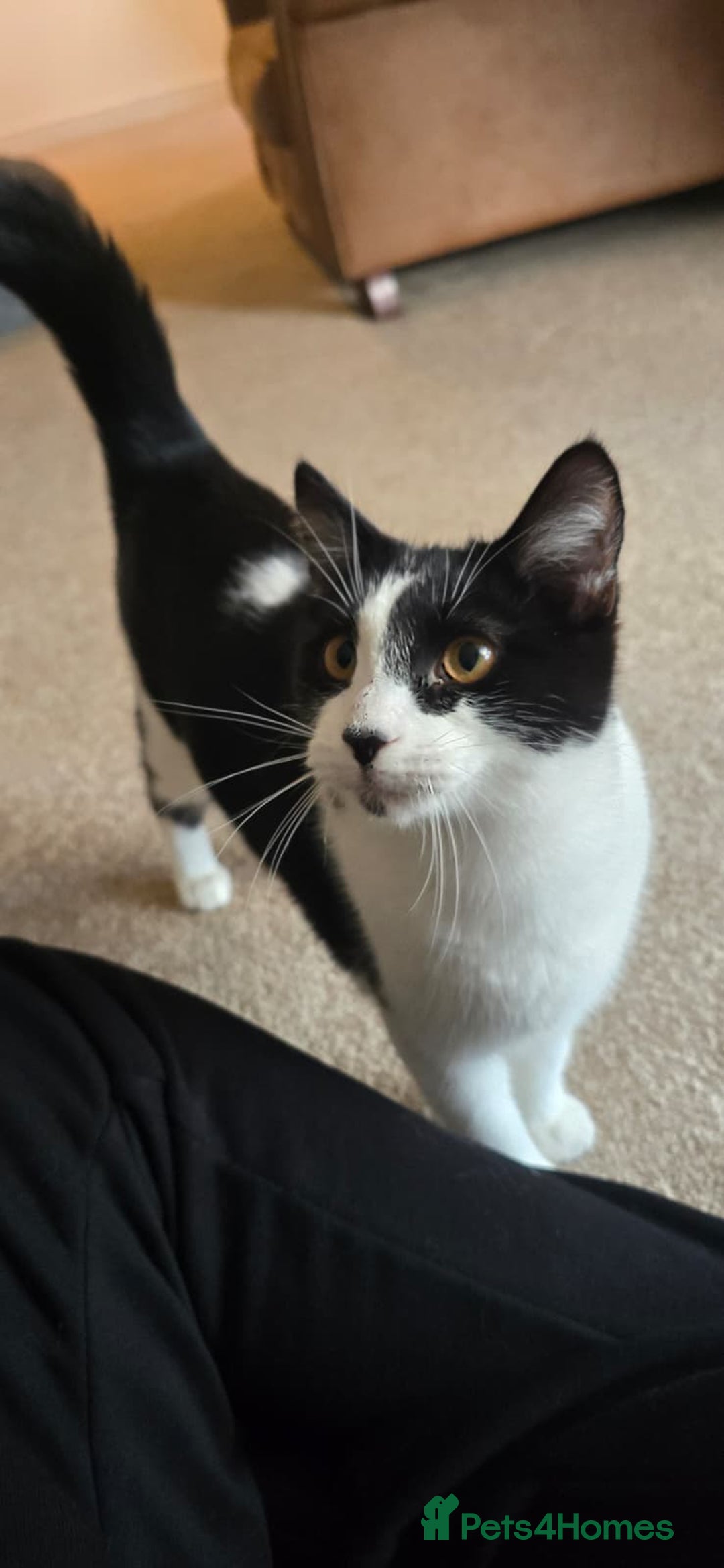 Domestic Shorthair cats for sale: Loving Home Wanted for Suzie and Spot Together - Advert 6