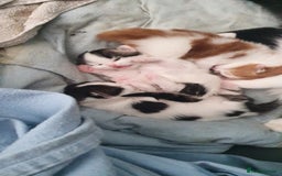 Persian cats for sale: PERSIAN CROSS KITTEN BABIES - Image 9