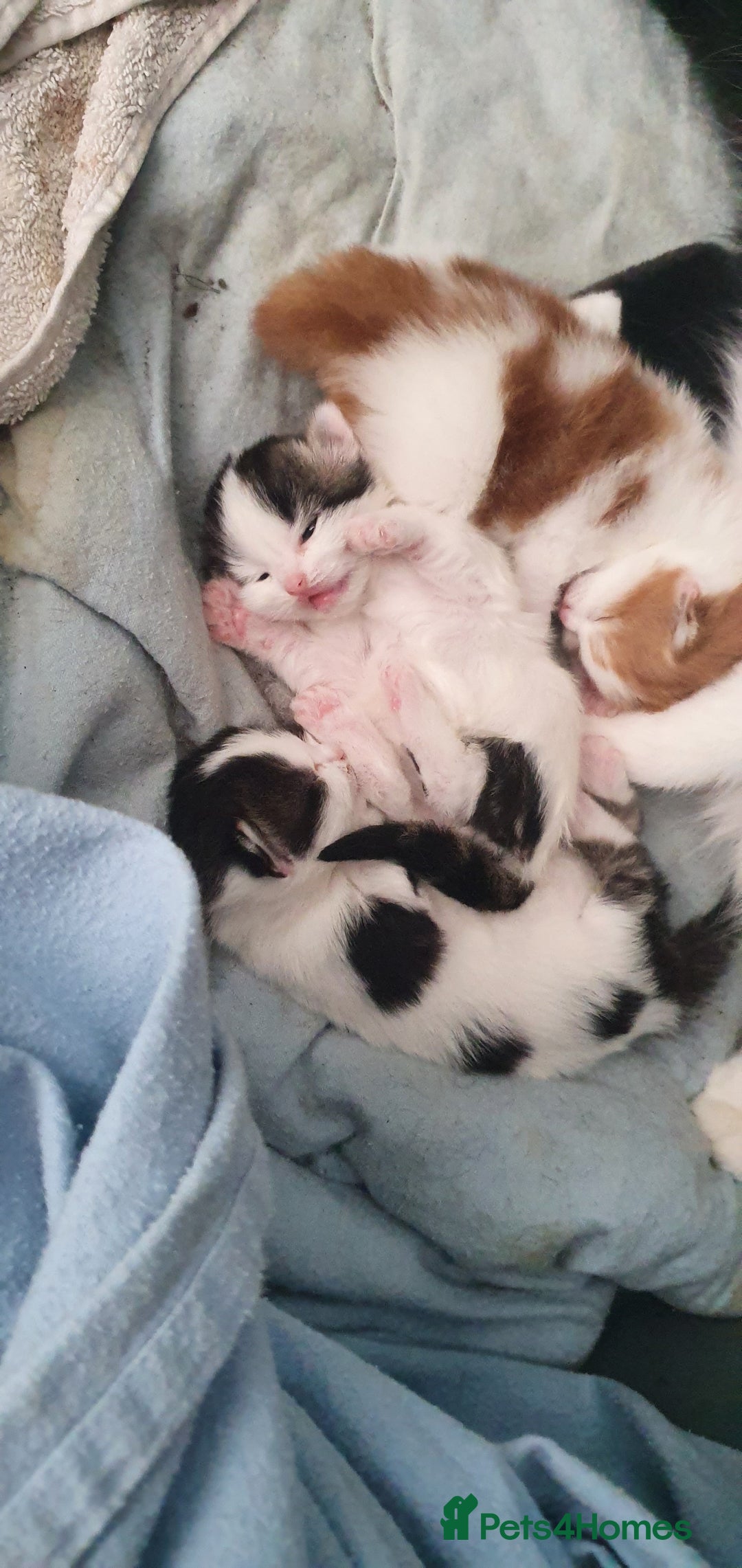 Persian cats for sale: PERSIAN CROSS KITTEN BABIES - Image 9