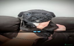 Mixed Breed dogs for sale: Cane corso cross  - Image 5