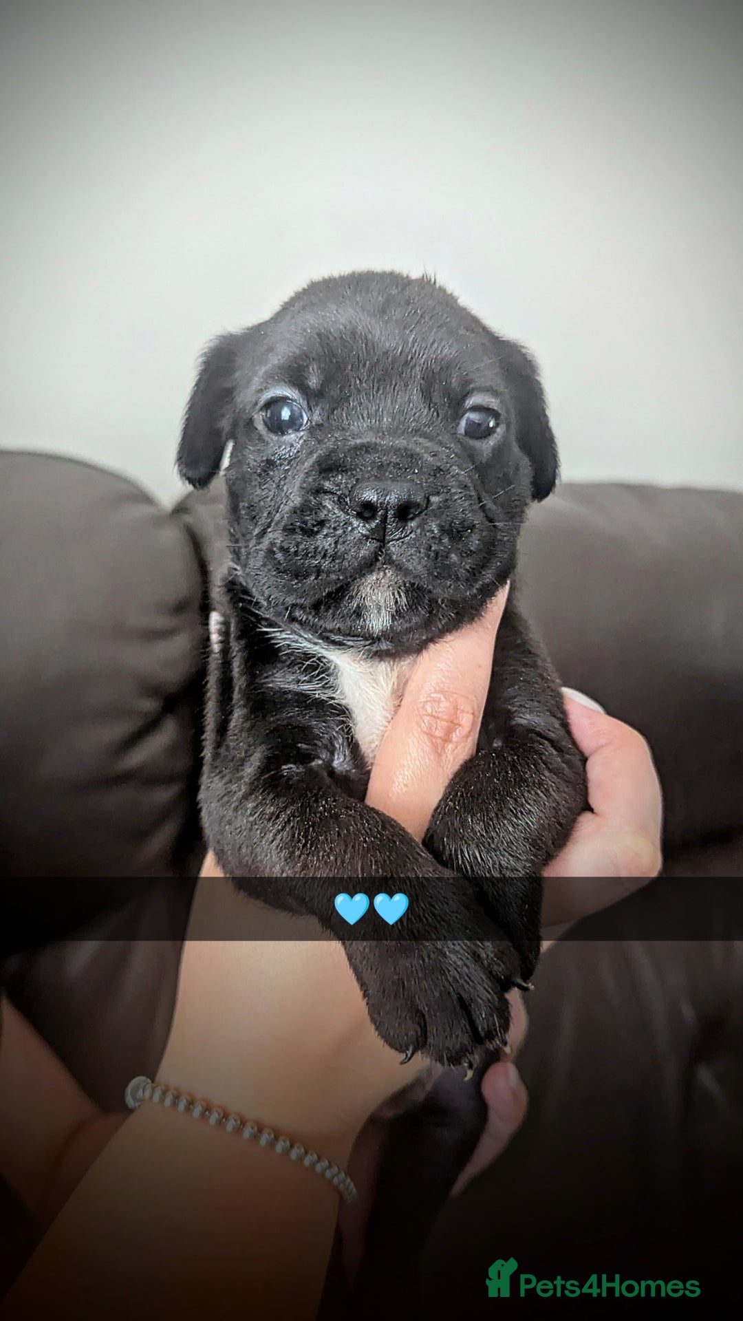 Mixed Breed dogs for sale: Cane corso cross  - Image 5
