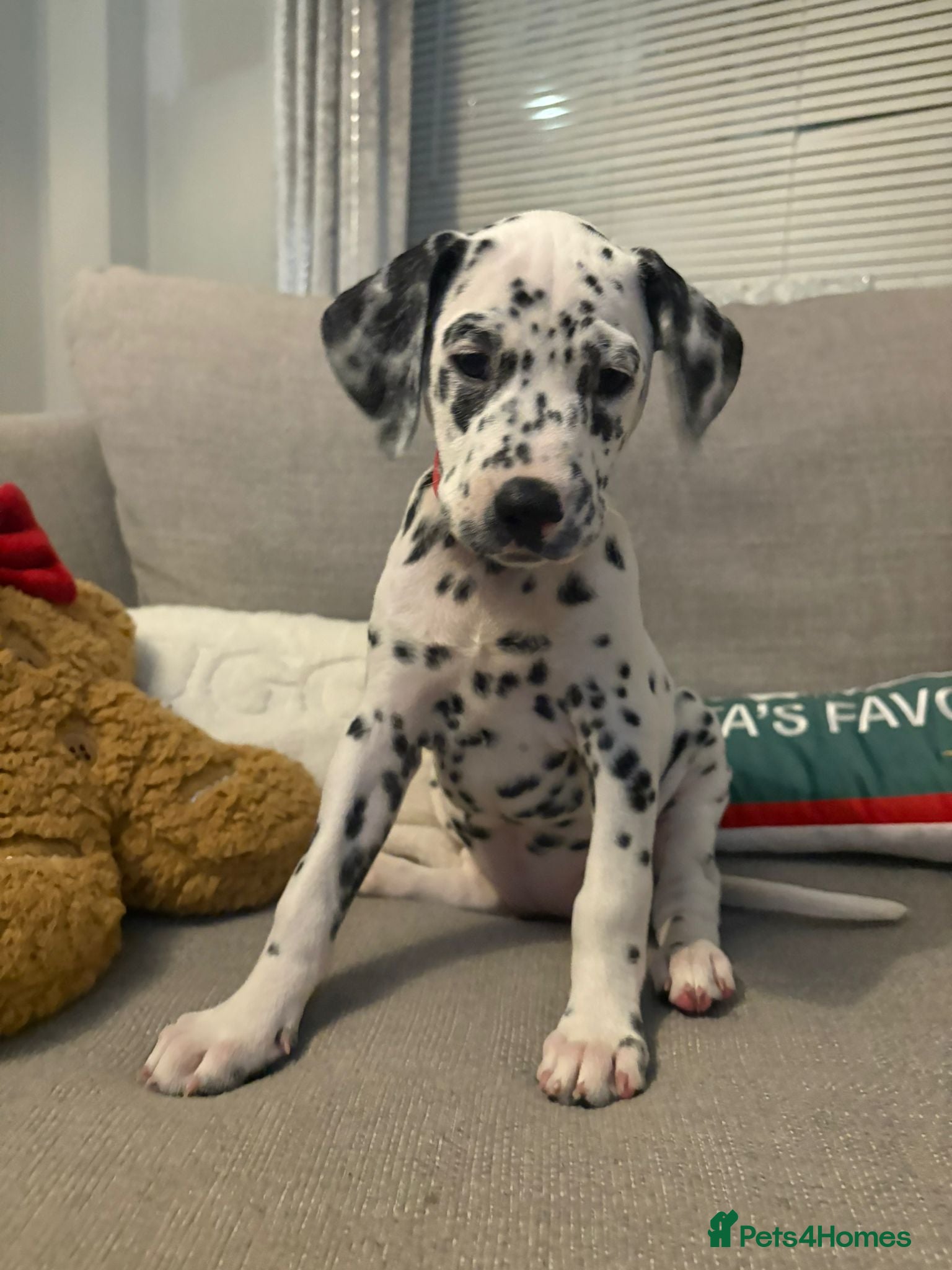 Dalmatian dogs Dalmatian puppies KC registered last 2 remaining - Advert 1