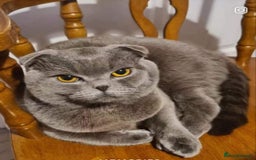 Scottish Fold cats for sale: Adorable Scottish fold x BSH kittens ready soon! - Image 10
