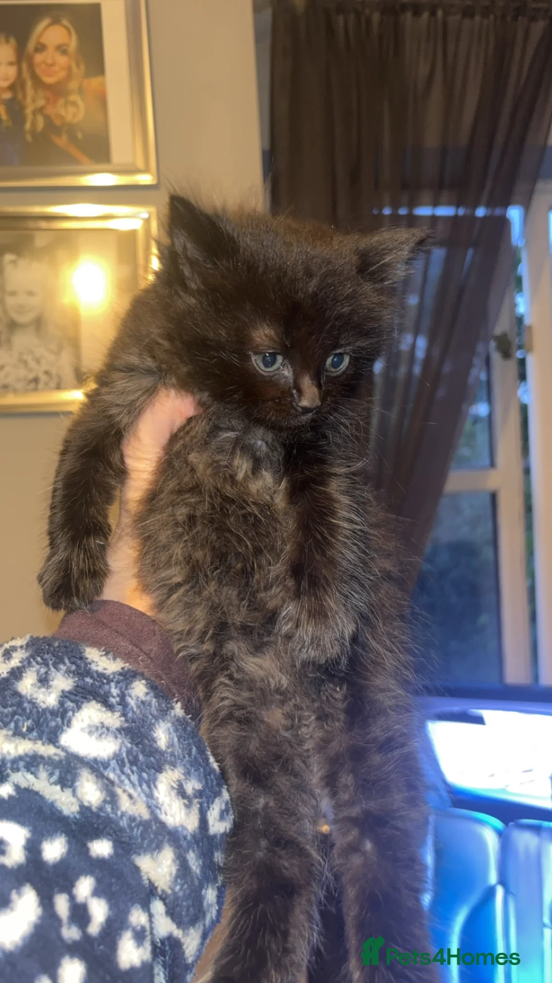 Ragdoll cats for sale: Ragdoll x Maine coon  - Advert 7