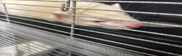 Ferret rodents for sale: Ferret | Male  - Advert 6