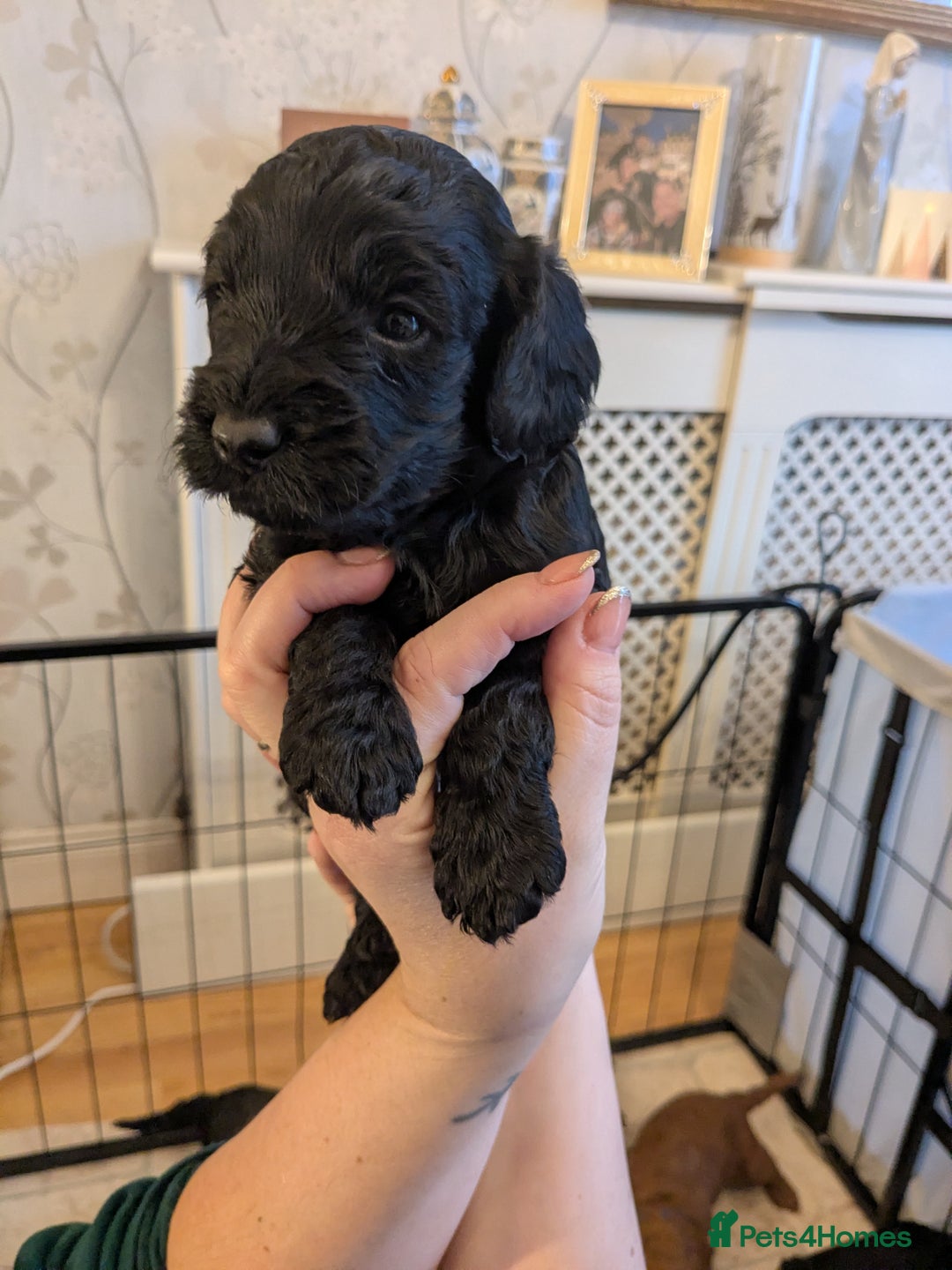 Cockapoo dogs for sale: ⭐Cockapoo beauties born to steal hearts⭐ - Advert 5