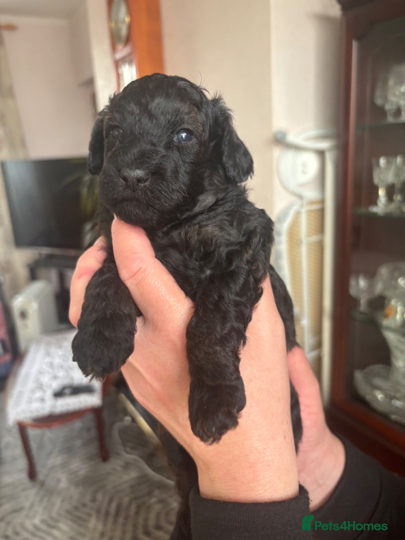 Toy Poodle dogs 4 Beautiful toy poodle puppies, black and red  - Advert 3