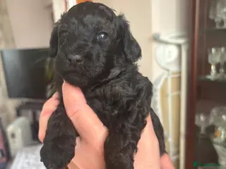 Toy Poodle dogs 4 Beautiful toy poodle puppies, black and red - Advert 3