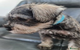 Miniature Schnauzer dogs for sale: Miniature Schnauzer Puppies KC Registered. 5M 2Fm - Image 14
