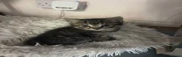 Mixed Breed cats for sale: Adorable mixed kittens for sale in Ashford - Advert 5