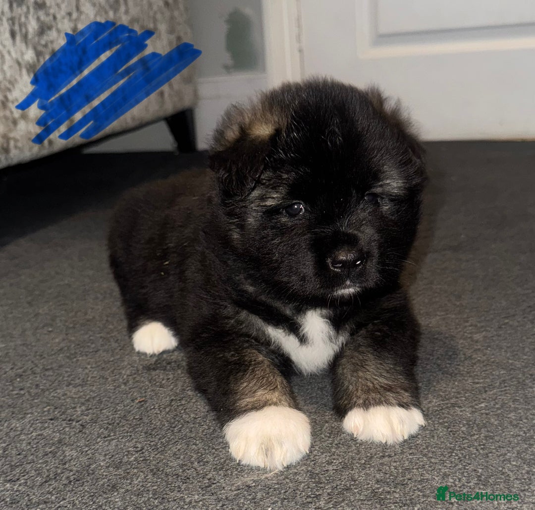 Akita dogs for sale: Akita puppies for sale  - Advert 18