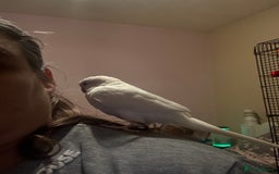 Parakeets birds for sale: Handreared Tame Albino Quaker - Image 4