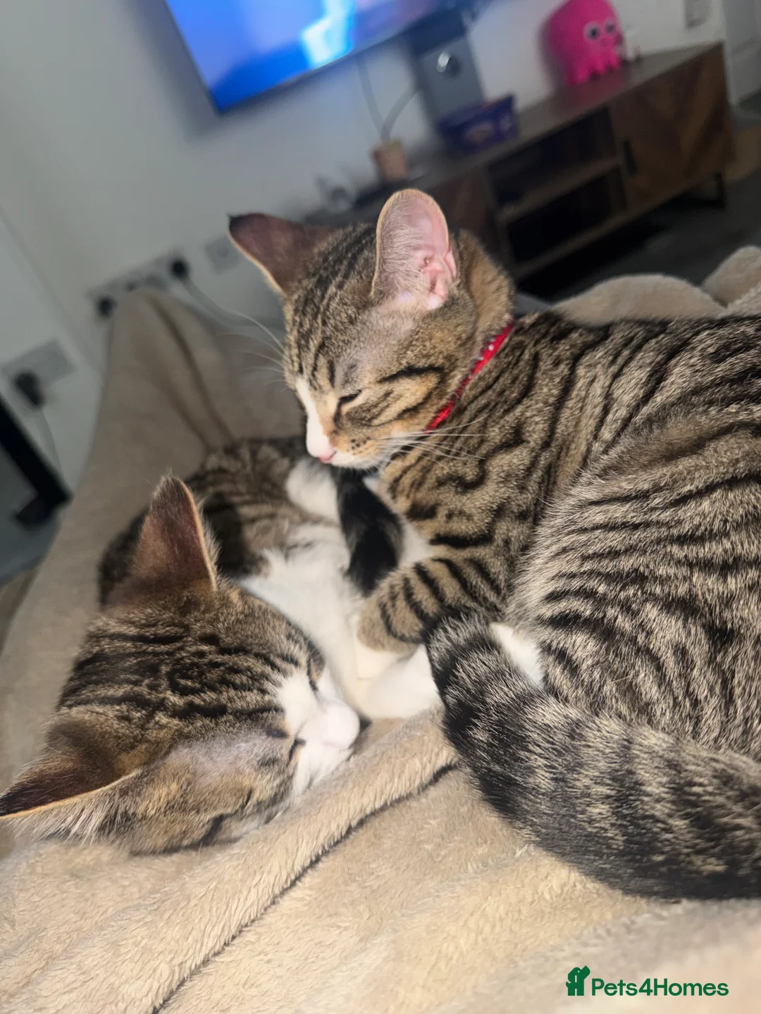 Mixed Breed cats for sale: Two males mixed breed  - Advert 4