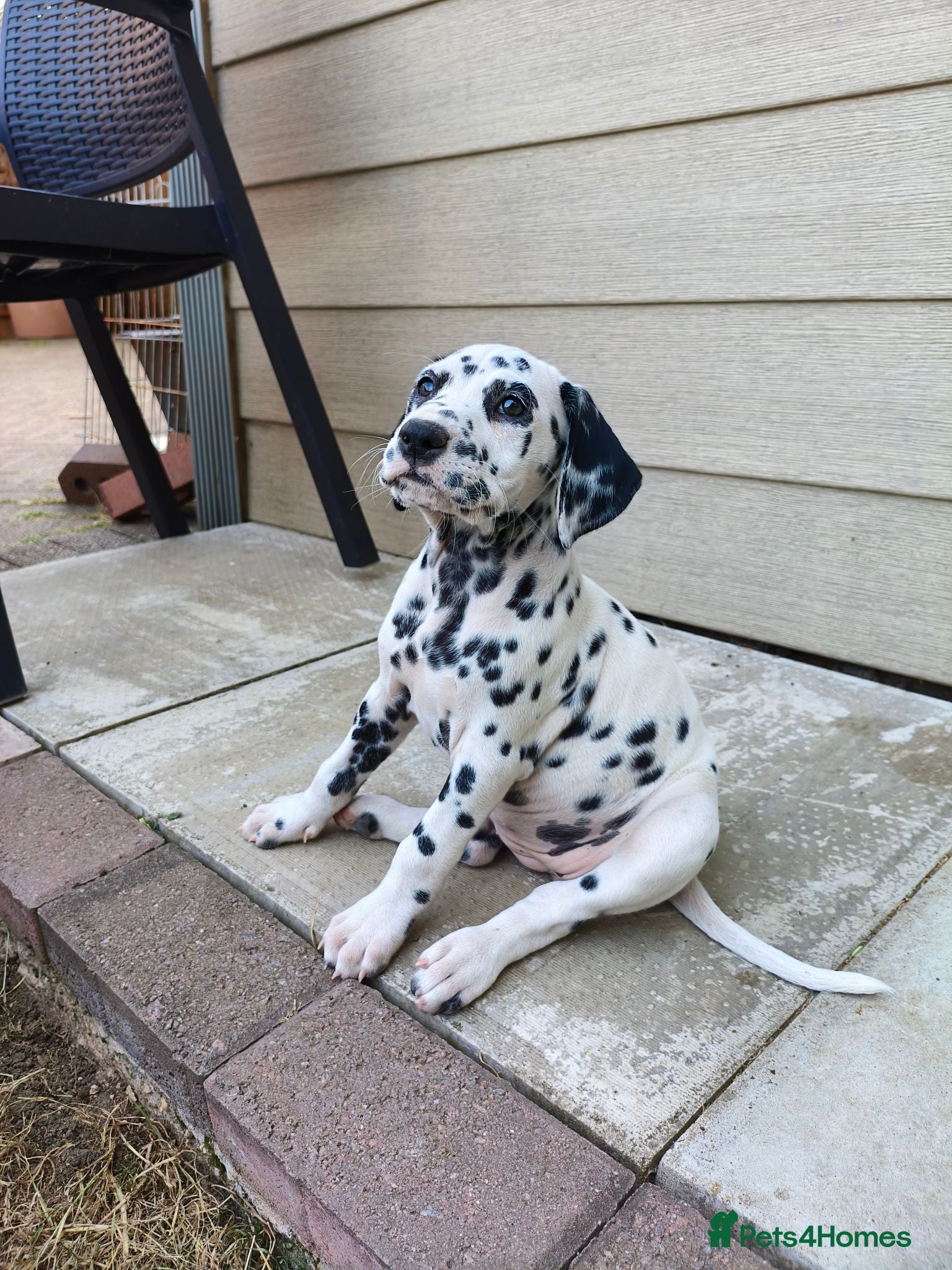 Dalmatian dogs 1 boy , 2 girls left  - Advert 1