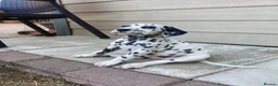 Dalmatian dogs for sale: 1 boy , 2 girls left  - Advert 11