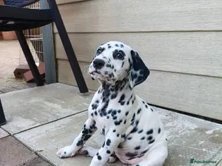 Dalmatian dogs 1 boy , 2 girls left - Advert 1