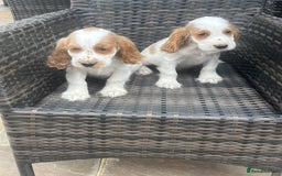 Cocker Spaniel dogs for sale: OUT STANDING  GORGEOUS SHOW TYPE COCKER SPANIEL  - Image 9