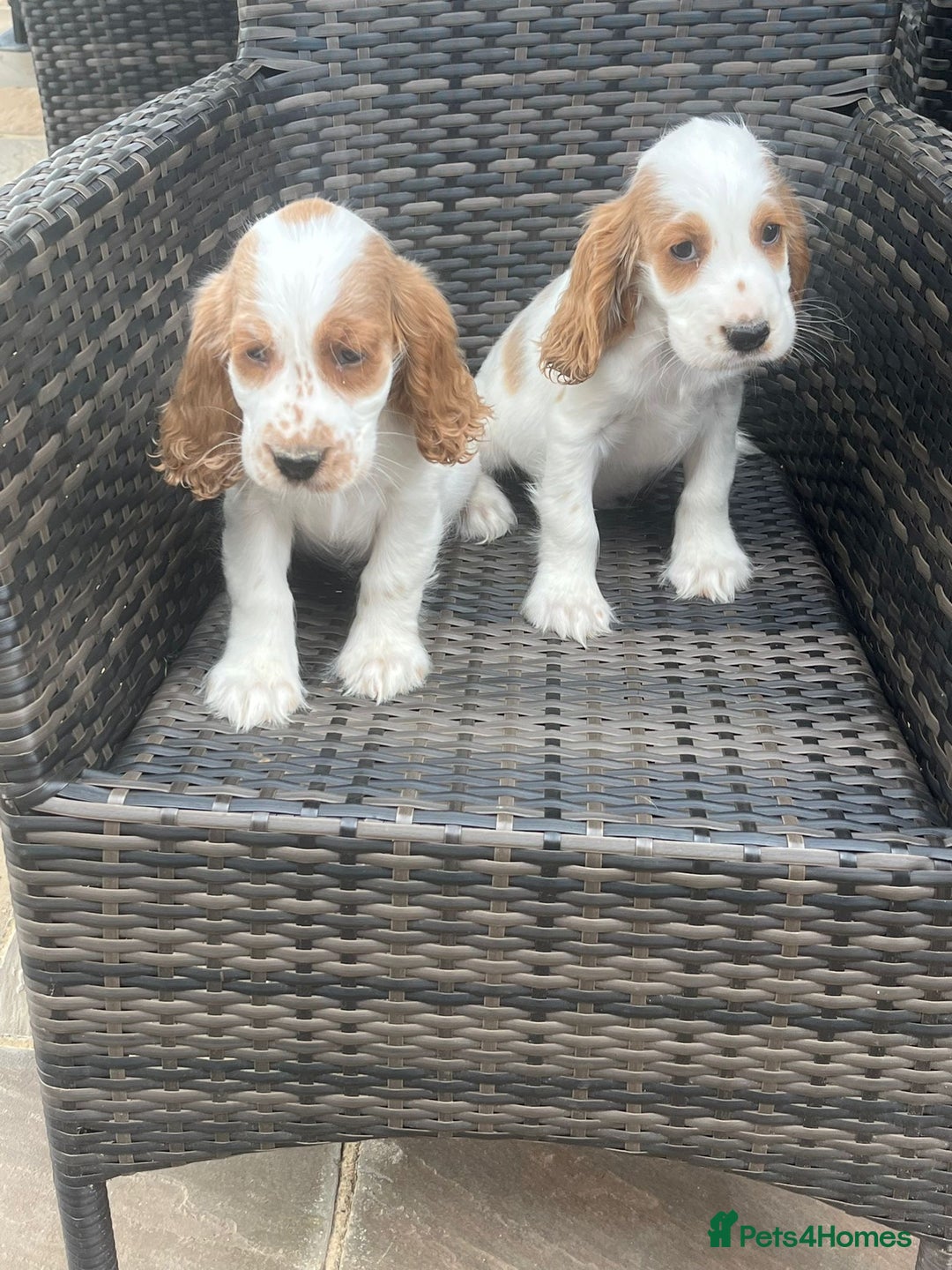 Cocker Spaniel dogs for sale: OUT STANDING  GORGEOUS SHOW TYPE COCKER SPANIEL  - Image 9