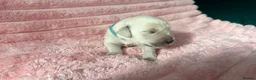 Golden Retriever dogs for sale: Gorgeous Golden Retriever Puppies For Sale - Advert 11