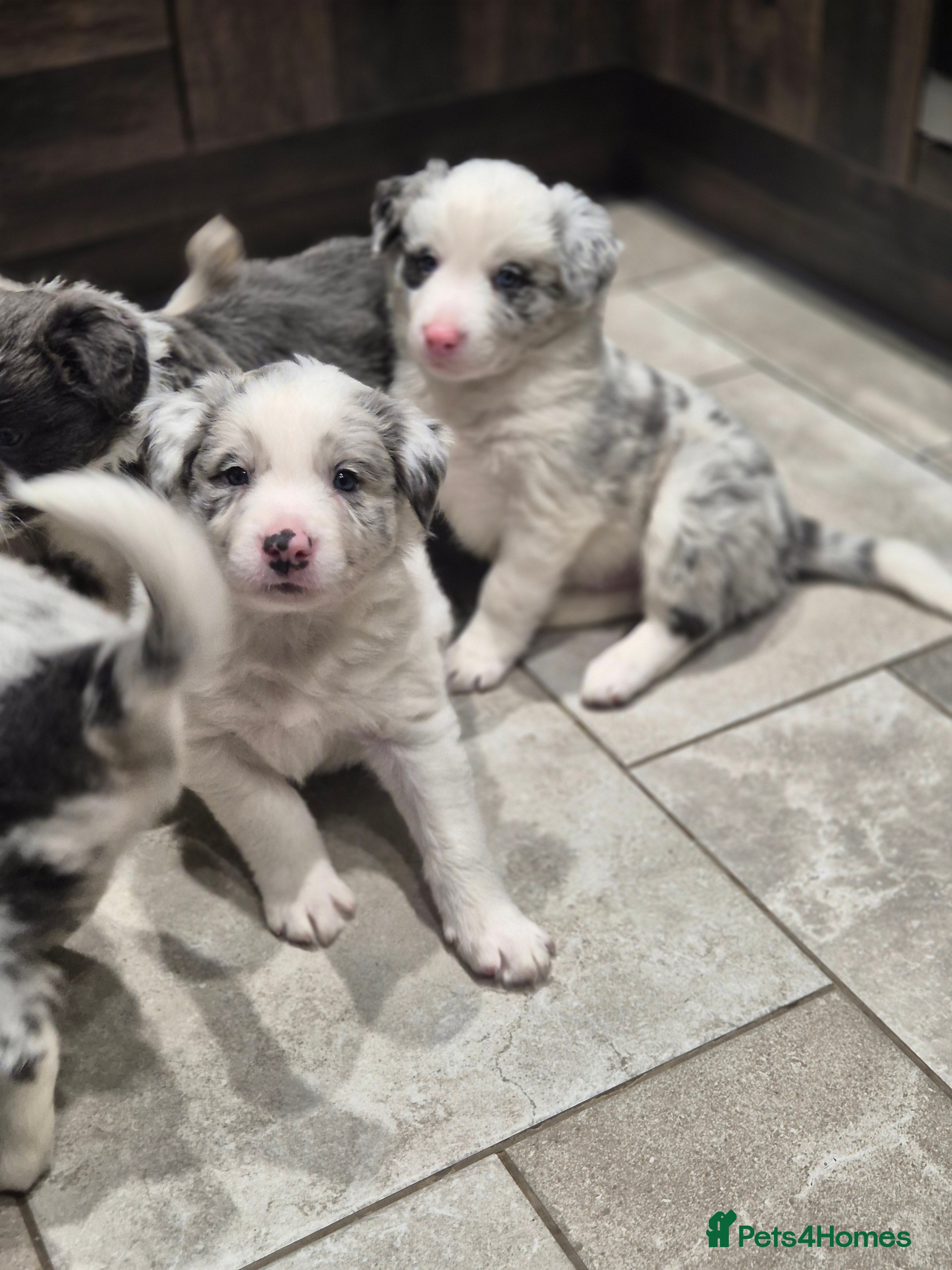 Border Collie dogs Beautiful Border Collies. Parents DNA tested.  - Advert 5