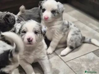 Border Collie dogs Beautiful Border Collies. Parents DNA tested. - Advert 5