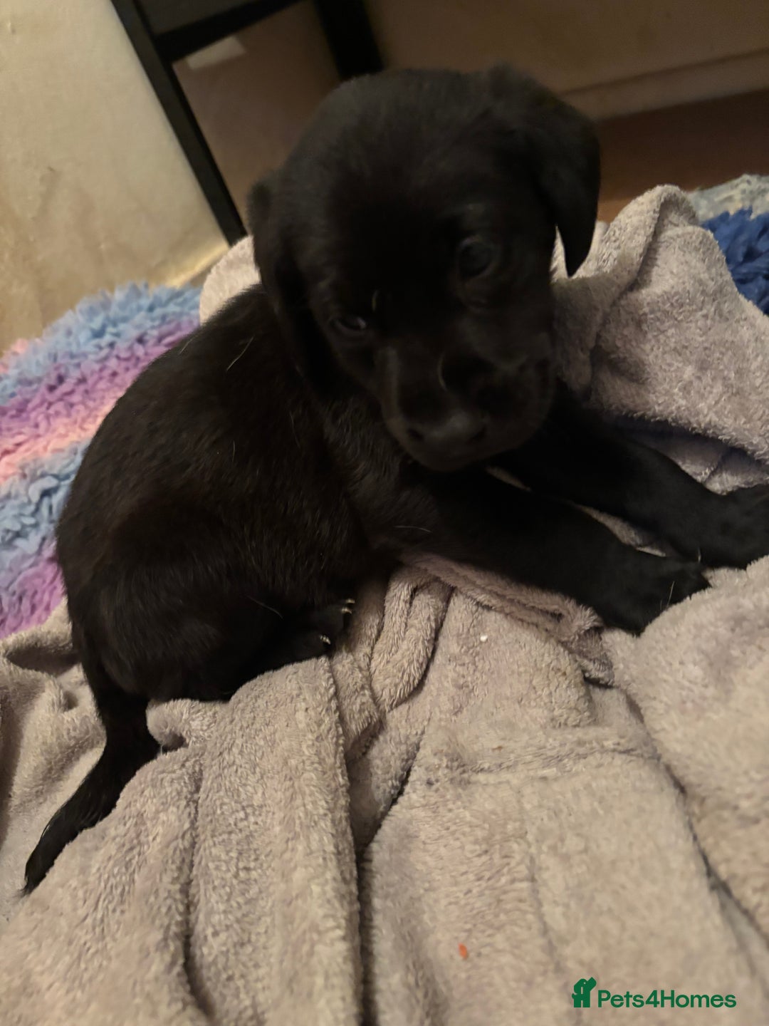 Labrador Retriever dogs for sale: Labrador puppies for sale  - Advert 2