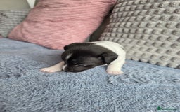 Jack Russell dogs for sale: Jack russell puppies - Image 10