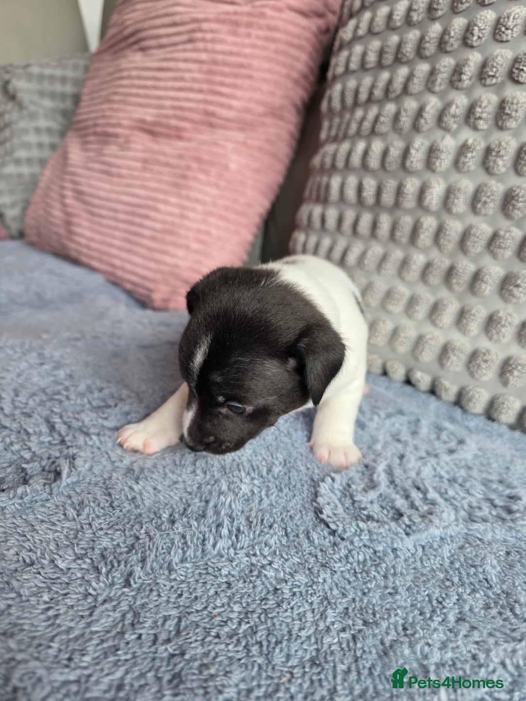 Jack Russell dogs for sale: Jack russell puppies - Image 10