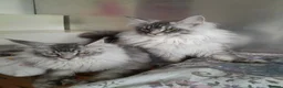 Maine Coon cats for sale: black silver/smoke TICA 3G boy&girl maine coon - Advert 15