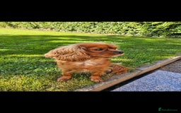 Cavalier King Charles Spaniel dogs for sale: Elsie 3 years old  - Image 2
